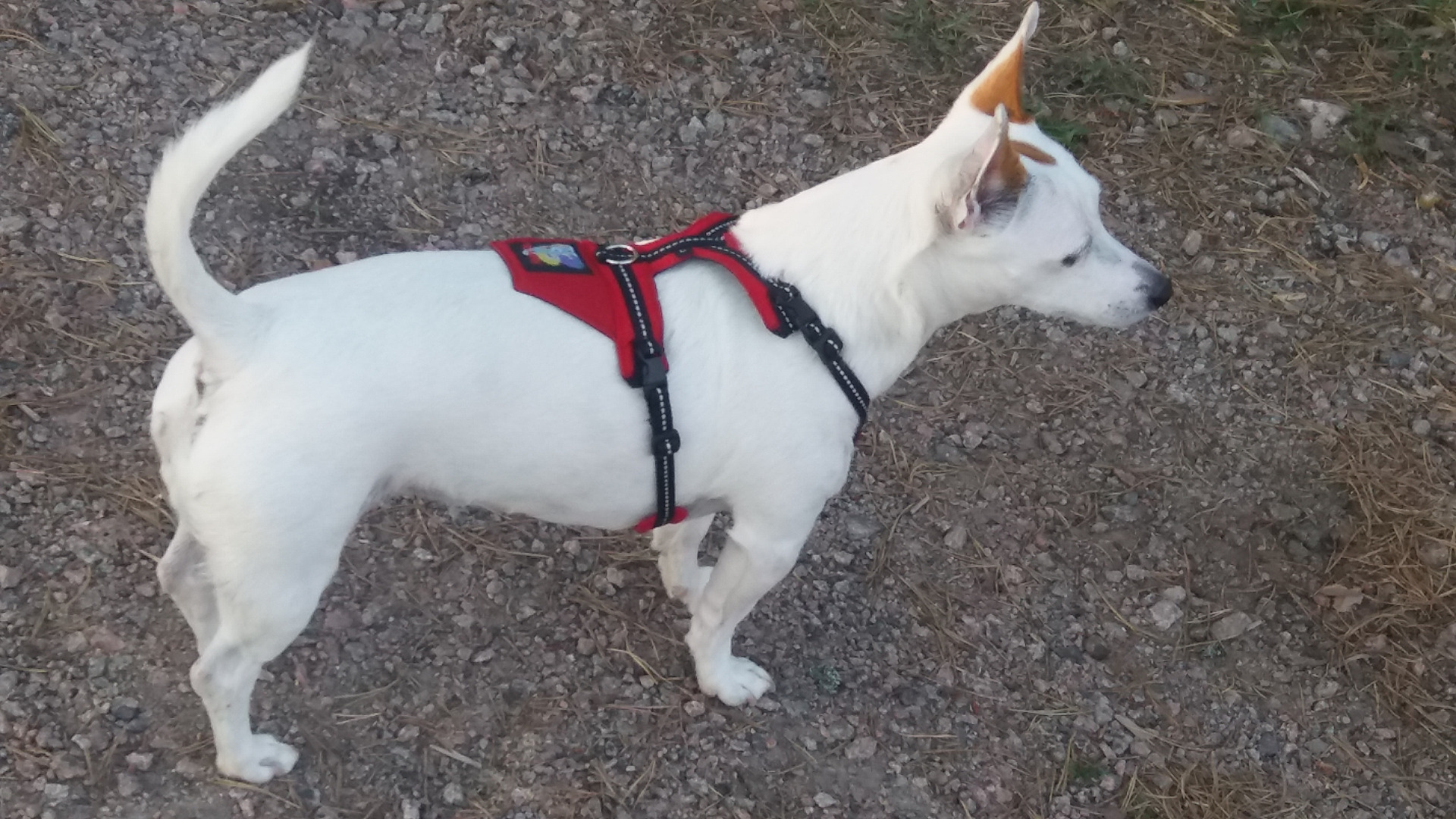 Can You Put A Dog Harness In The Washing Machine